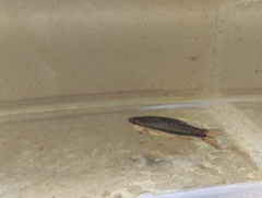 Rasbora einthovenii