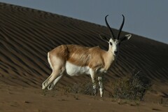 Gazella marica
