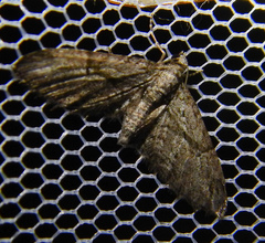 Eupithecia oxycedrata