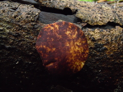 Phillipsia chinensis