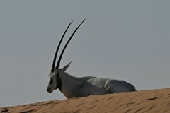 Oryx leucoryx