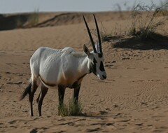 Oryx leucoryx