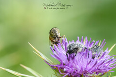 Eristalinus taeniops