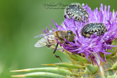 Eristalinus taeniops