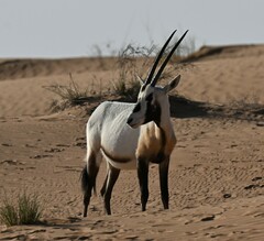Oryx leucoryx