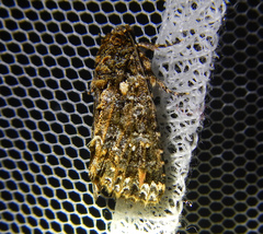 Callopistria latreillei