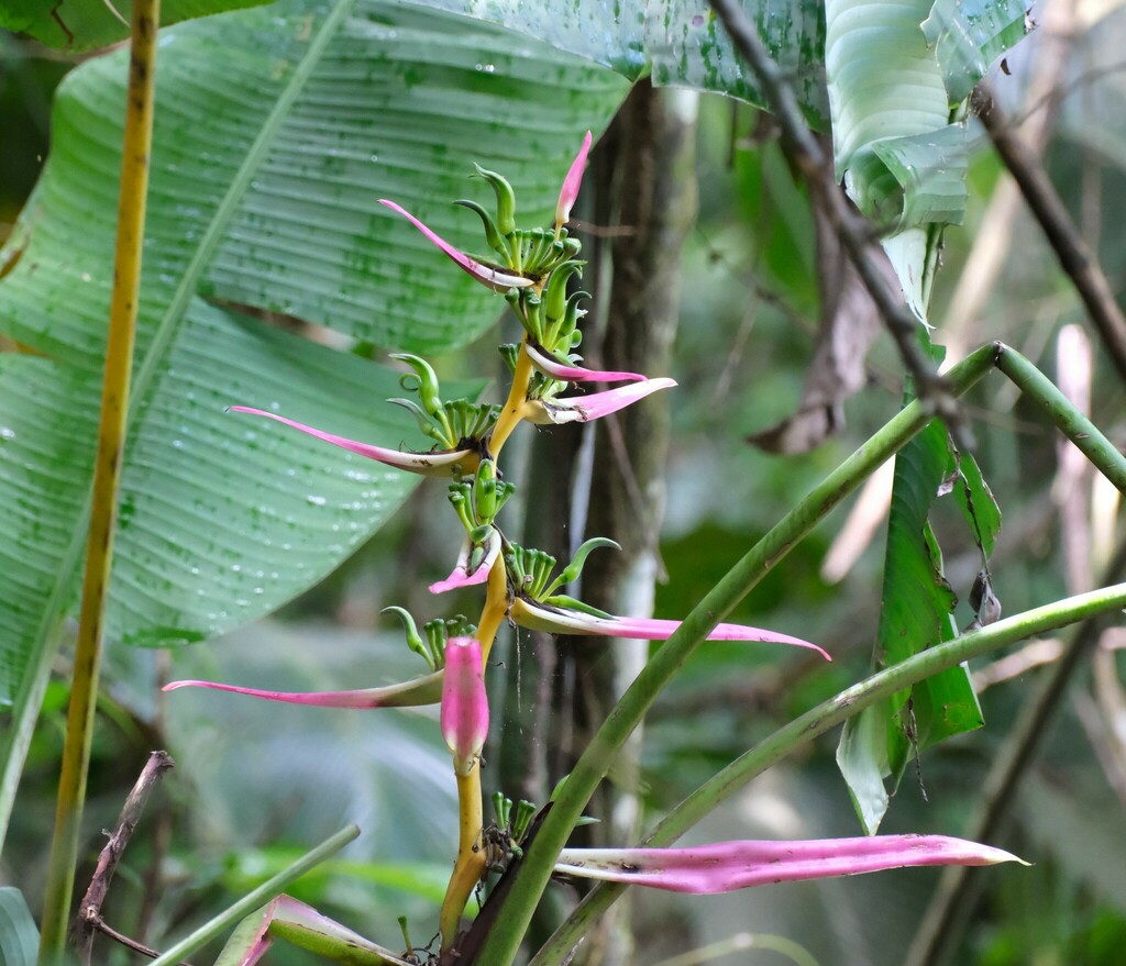 Heliconia aemygdiana; photograph (c) agujaceratops, some rights reserved (CC BY)