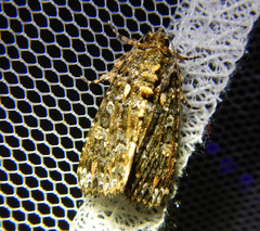 Callopistria latreillei