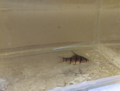 Desmopuntius hexazona