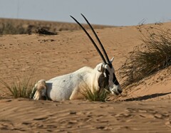 Oryx leucoryx