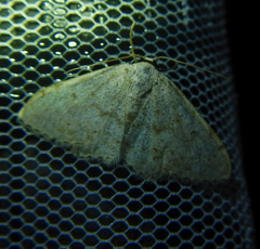 Scopula marginepunctata