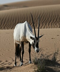 Oryx leucoryx