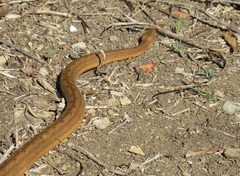 Tropidophis