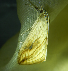 Evergestis forficalis