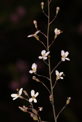 Stylidium glaucum