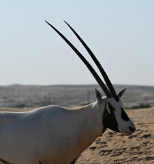 Oryx leucoryx