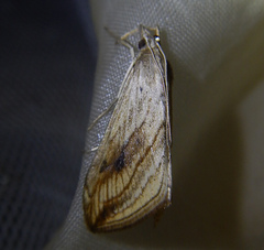 Evergestis forficalis