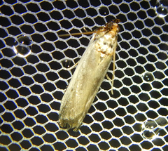 Denticera divisella