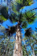 Coccothrinax