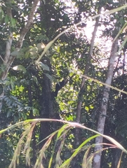 Anthracoceros malayanus