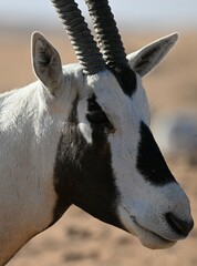 Oryx leucoryx