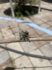 Dasychira meridionalis
