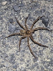 Heteropoda jugulans