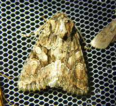 Dryobotodes tenebrosa