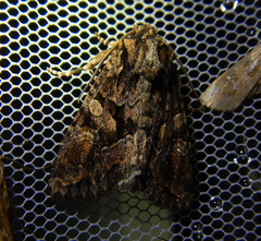 Dryobotodes tenebrosa