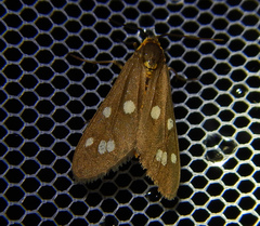 Dysauxes punctata