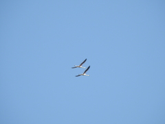 Phoenicopterus chilensis