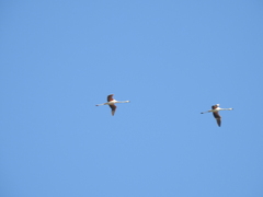 Phoenicopterus chilensis