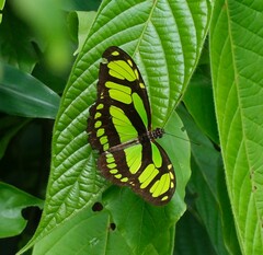 Philaethria dido