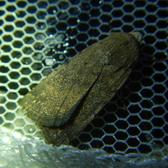 Caradrina