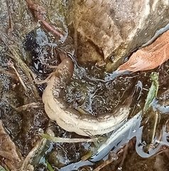 Cybister lateralimarginalis