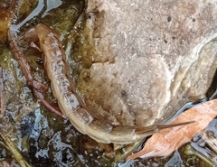 Cybister lateralimarginalis