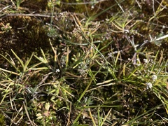 Teesdalia coronopifolia