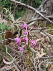 Dipodium campanulatum
