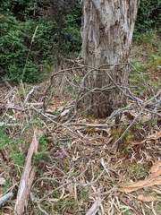 Dipodium campanulatum