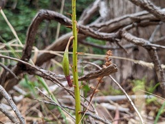 Dipodium campanulatum