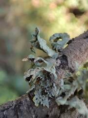 Ramalina canariensis