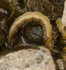 Cybister lateralimarginalis