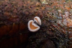 Lachnellula occidentalis