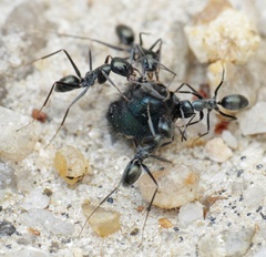Iridomyrmex bicknelli
