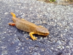 Pleurodelinae