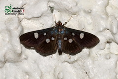 Rhagoba octomaculalis