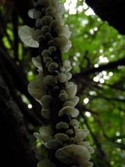 Campanella capensis