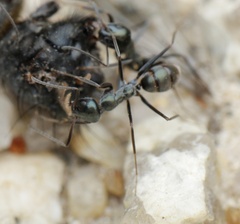 Iridomyrmex bicknelli