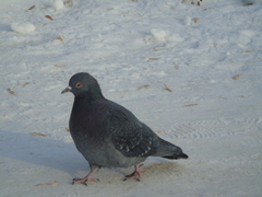 Columba livia domestica