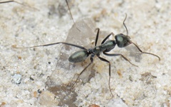 Iridomyrmex bicknelli